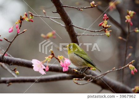 Sakura and mejiro (Ueno Park) 3967962