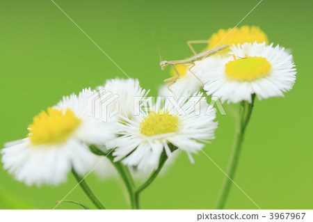 Haruzion and mantis larva 3967967