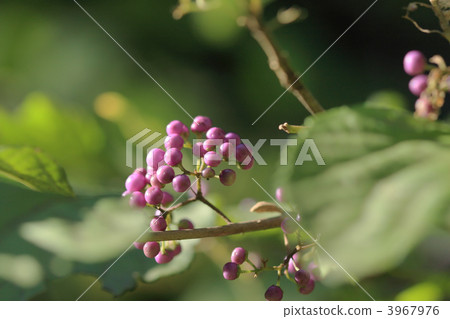 Fresh sea bream sunflower Fresh sea bream sunflower 3967976
