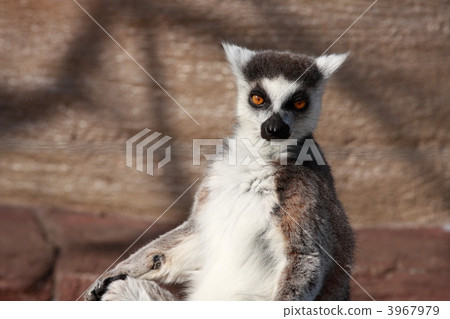 Wolverine lemur (Tokyo / Ueno Zoo) 3967979