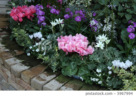 flower bed  3967994