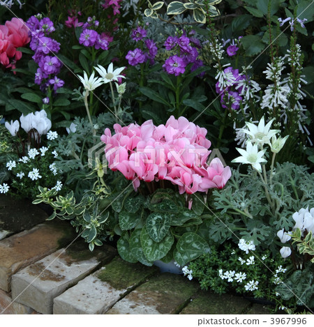 flower bed  3967996