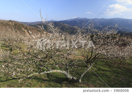 Izu Tsukigase plum forest 3968006