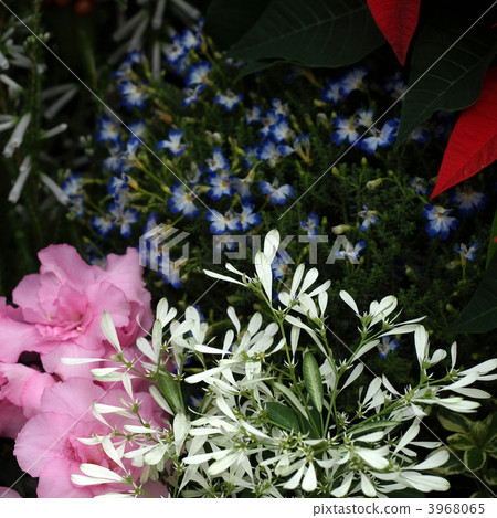 flower bed flower bed 3968065