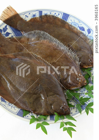 Makogarei 3968165