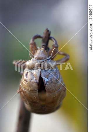 蟬殼 空殼 蛻皮 3968445