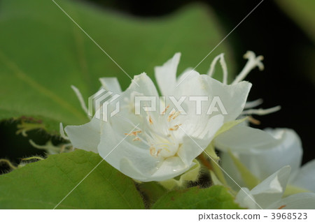 donbeya-chiriakea, jacob's-ladder family, sterculiaceae 3968523