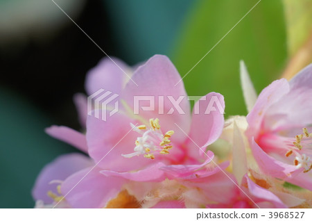 donbeya-wo ricky, made in africa, sterculiaceae 3968527