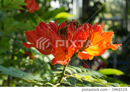 african tulip, spathodea, scarlet red 3968529