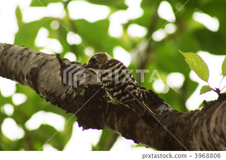 我是一隻小啄木鳥它是小啄木鳥。 3968806