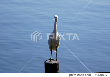 小鷹太陽鳥 3968807