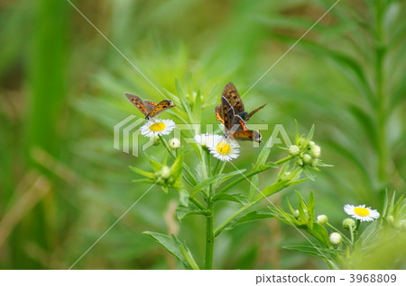 Red Small Ashes Butterflies and Princess Girls 3968809