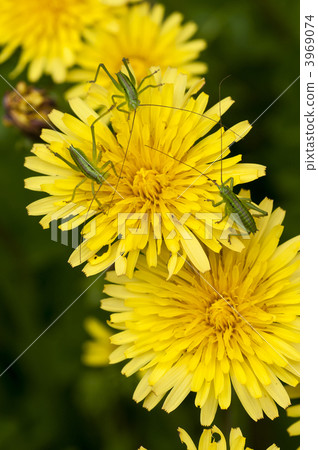 Grasshopper Grasshopper 3969074