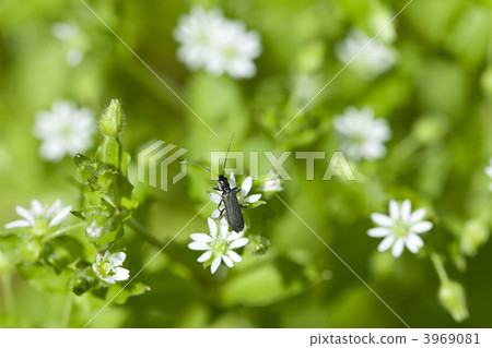 海綠 海綠 3969081