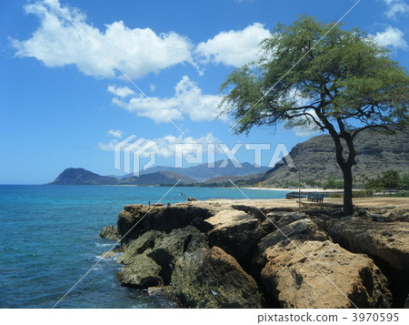 Kahe點（電海灘）樹在奧阿胡島，夏威夷 3970595