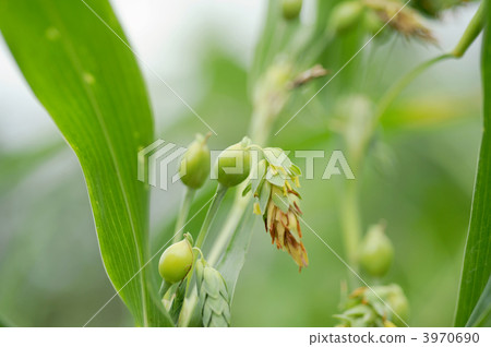 Pearl barley 3970690