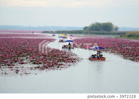 烏隆他尼蓮花湖 烏隆他尼蓮花湖 3972128