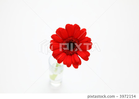 雛菊 雛菊 3972154