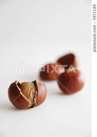 sweet chestnut 3972189