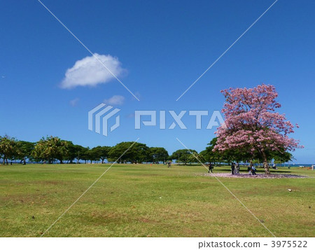 Hawaii cherry blossoms and clouds 3975522