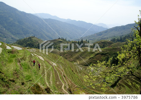 Longsil rice paddy field 3975786