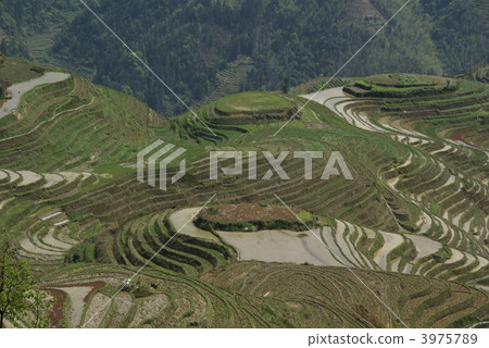 Longsil rice paddy field 3975789