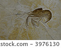 fossil, fossilized, sea animals 3976130