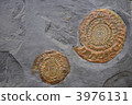 Ammonite fossil 3976131