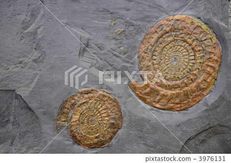 Ammonite fossil 3976131