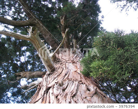 Iwajinai gigantic cedar 3976394