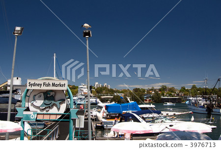 Sydney Fish Market Sydney Fish Market 3976713