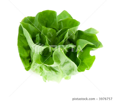 Salad cheese Salad cheese 3976757