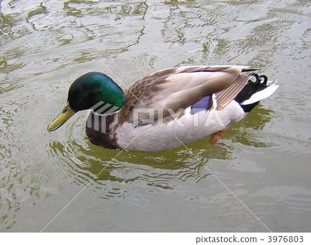 duck, beak, beaks 3976803