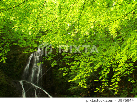 Fresh green maple and waterfall 3976944