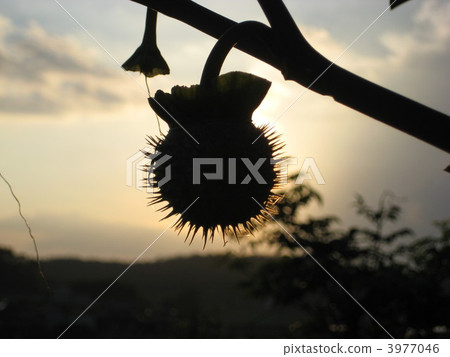 Solar eclipse solar eclipse 3977046