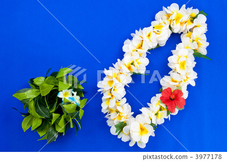 讓我們跳舞草裙舞吧 3977178