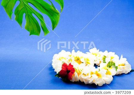 夏威夷圖像 夏威夷圖像 3977209