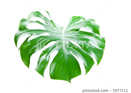 Monstera Monstera 3977211