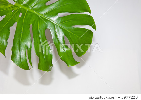 Monstera and Buddha 3977223