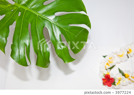Monstera and Lei 3977224