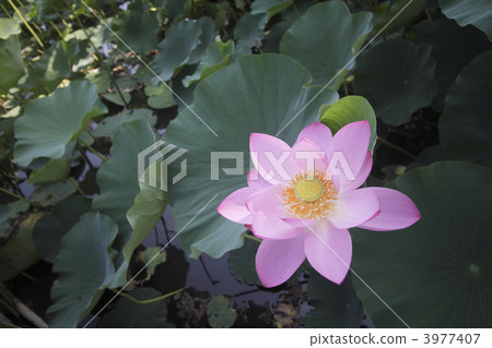 Ancient lotus village, ancient lotus 2 3977407