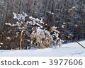 large snowfield, wildflower, wildflowers 3977606