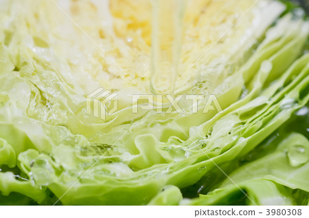 cabbage, cabbages, oleracea 3980308