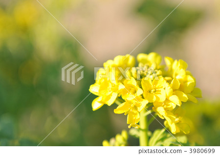 強姦開花 3980699