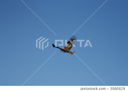 black kite, blue sky, outskirt 3980829