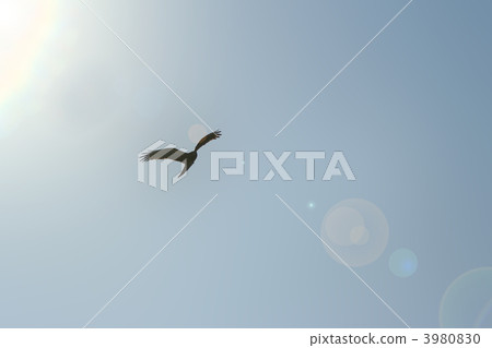 野生鳥類 野鳥 禽 3980830