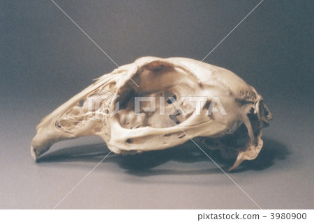 A mouse A mouse 3980900