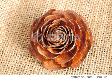 himalayan cedar, pine cone, pinecone 3981059