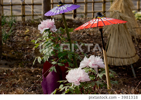 Winter Peony 3981318