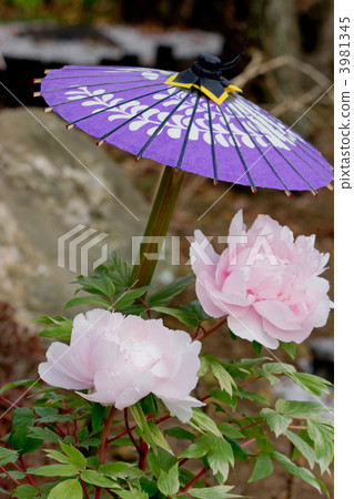 冬天牡丹 3981345